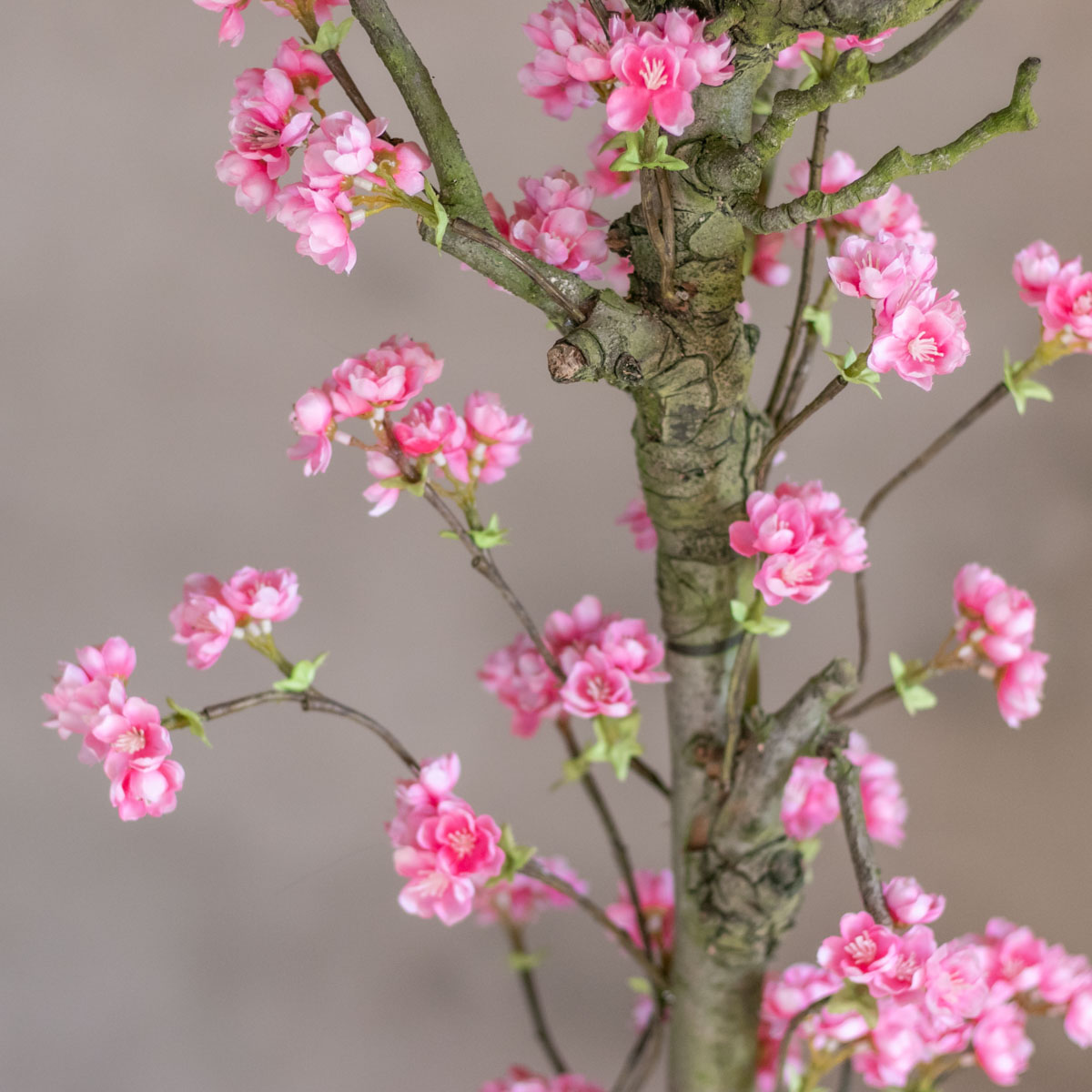 Decoratietakken Knoops