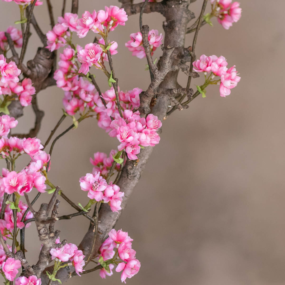 Decoratietakken Knoops