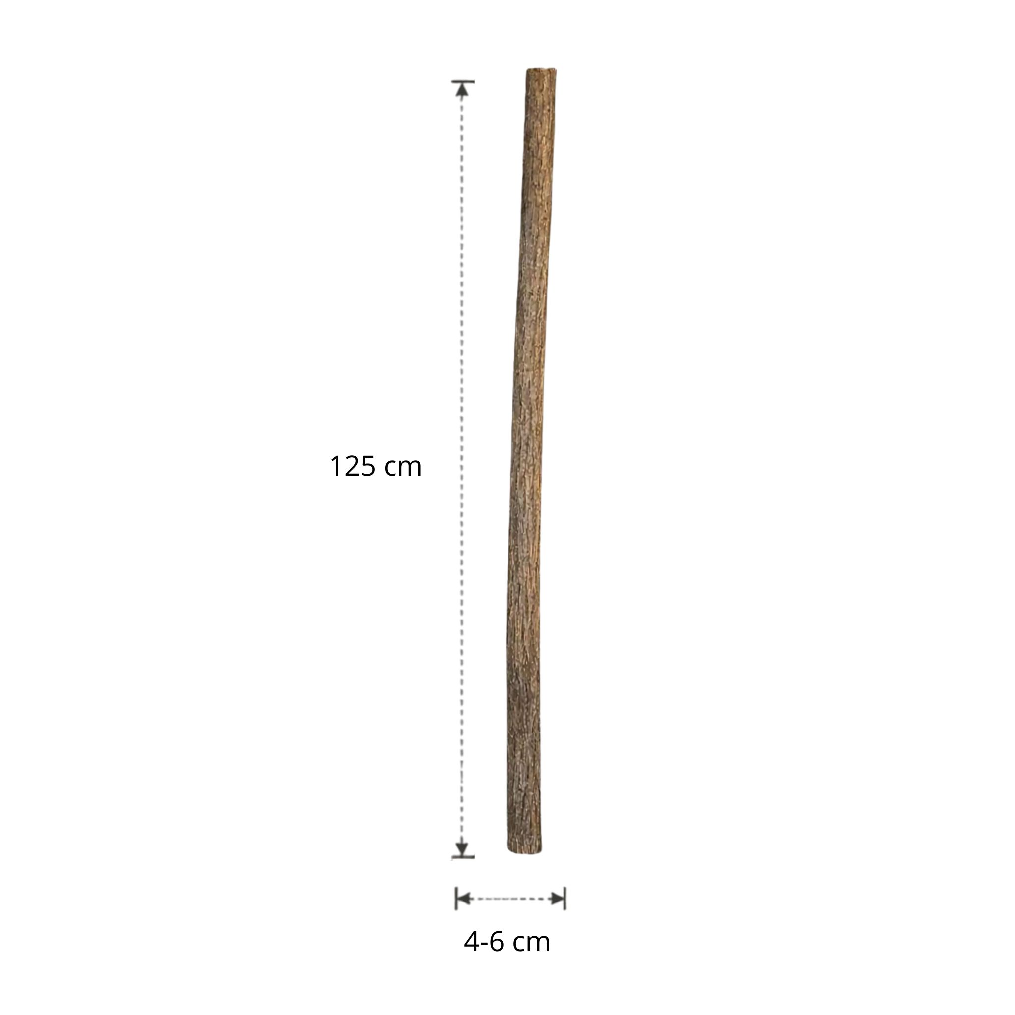 Lindenstam | 125 cm | Diameter van 4 tot 6 cm