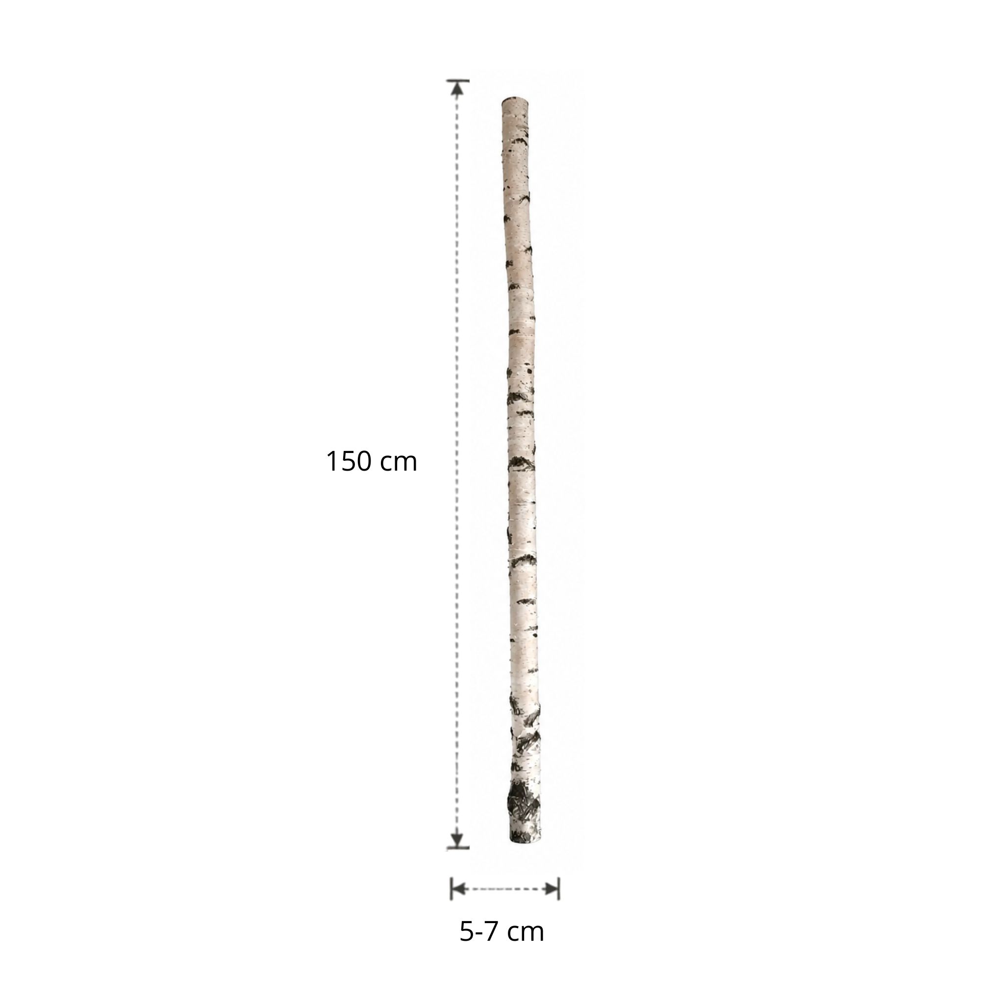 Berkenstam | 150 cm | Diameter van 5 tot 7 cm