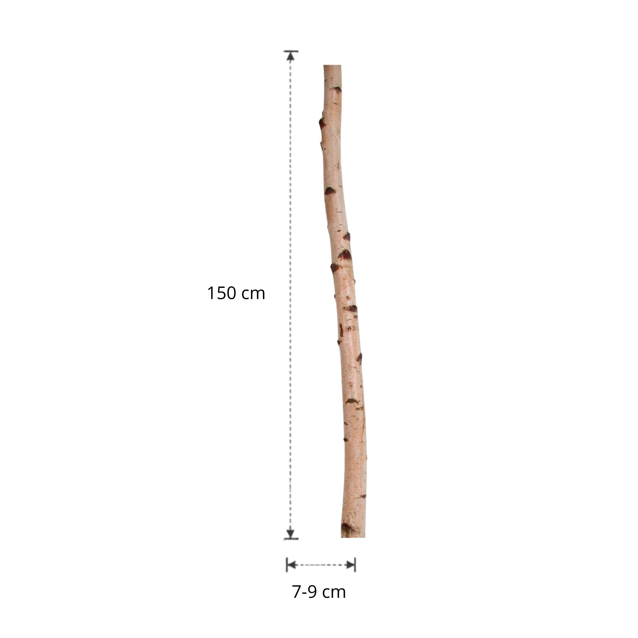 Berkenstam | 150 cm | Diameter van 7 tot 9 cm