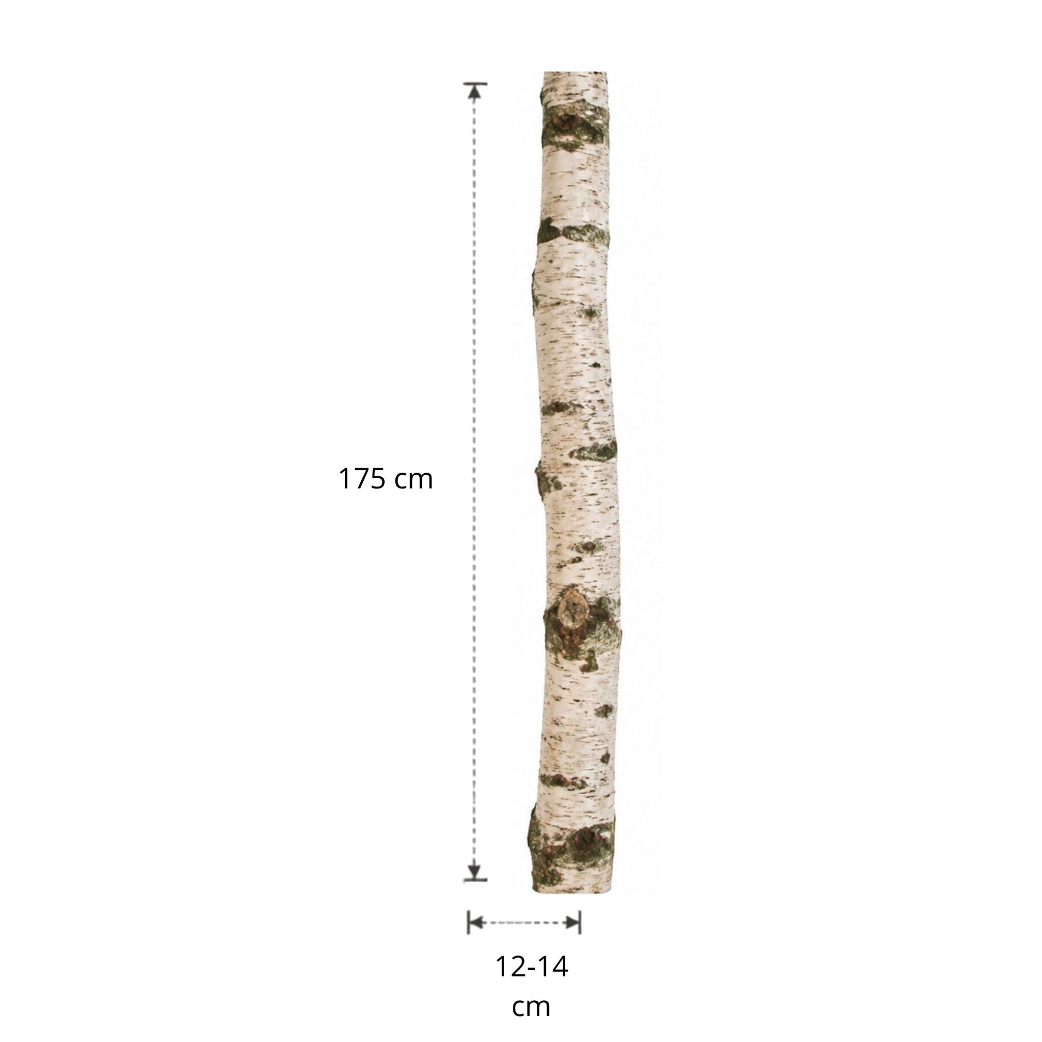 Berkenstam | 175 cm | Diameter van 12 tot 14 cm