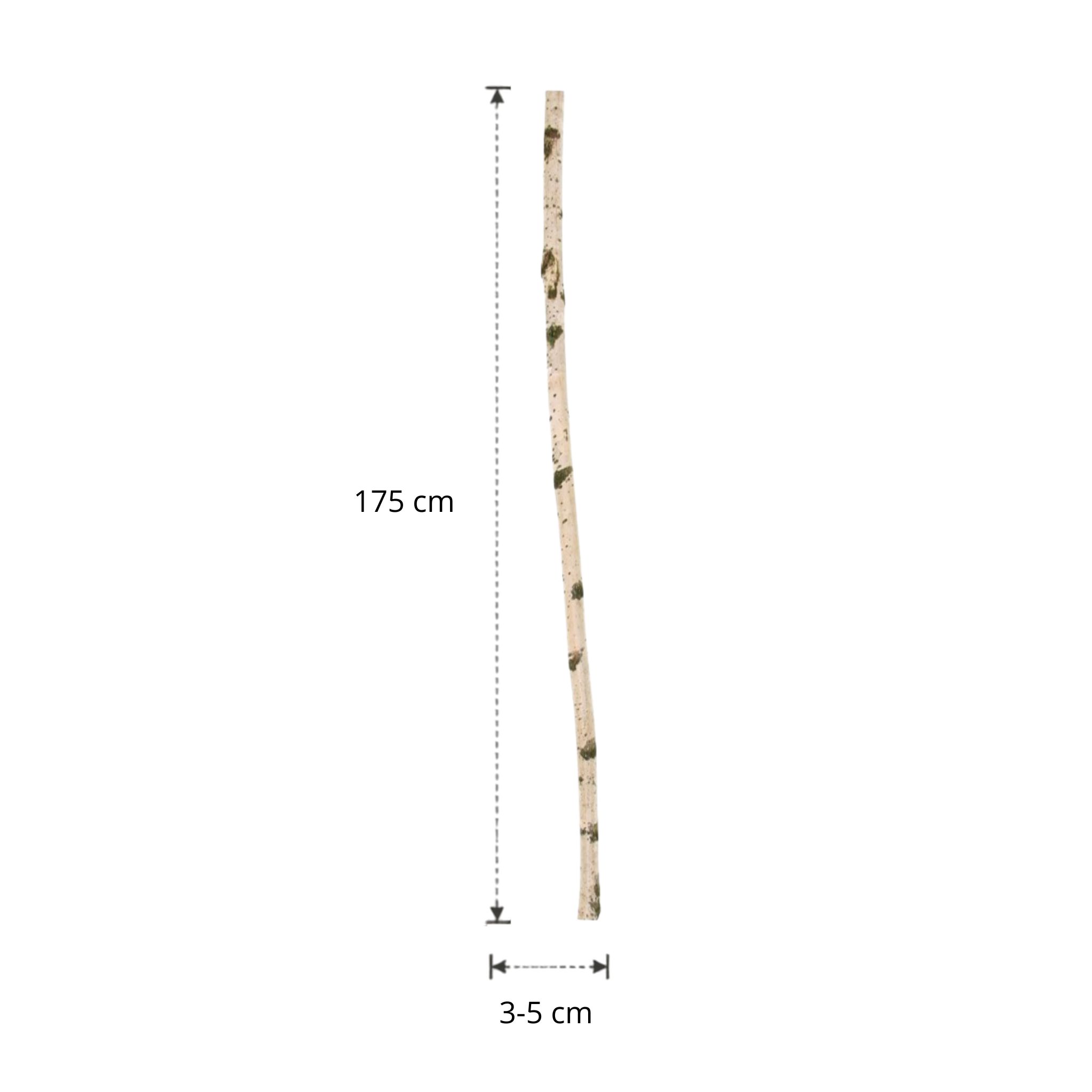 Berkenstam | 175 cm | Diameter van 3 tot 5 cm