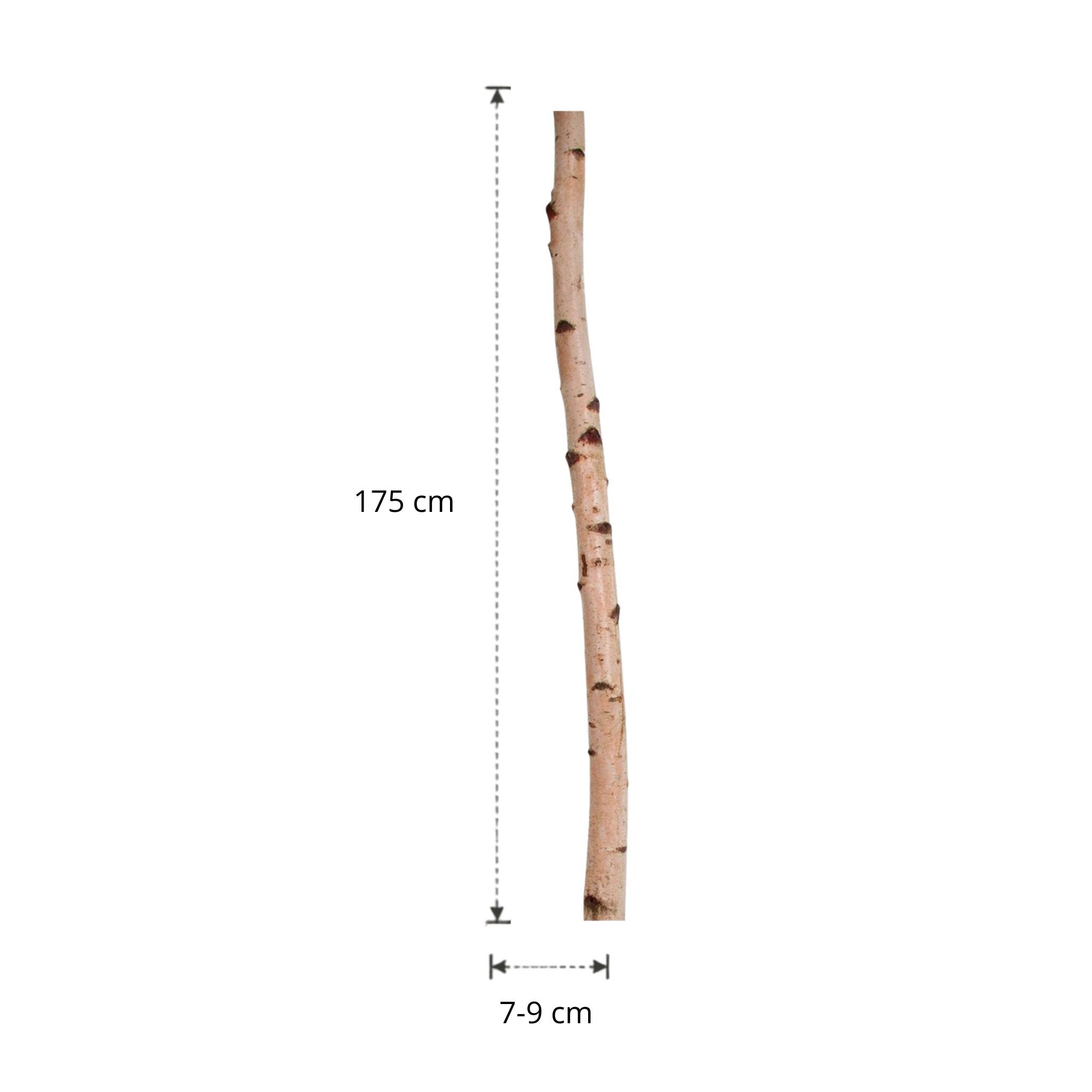 Berkenstam | 175 cm | Diameter van 7 tot 9 cm