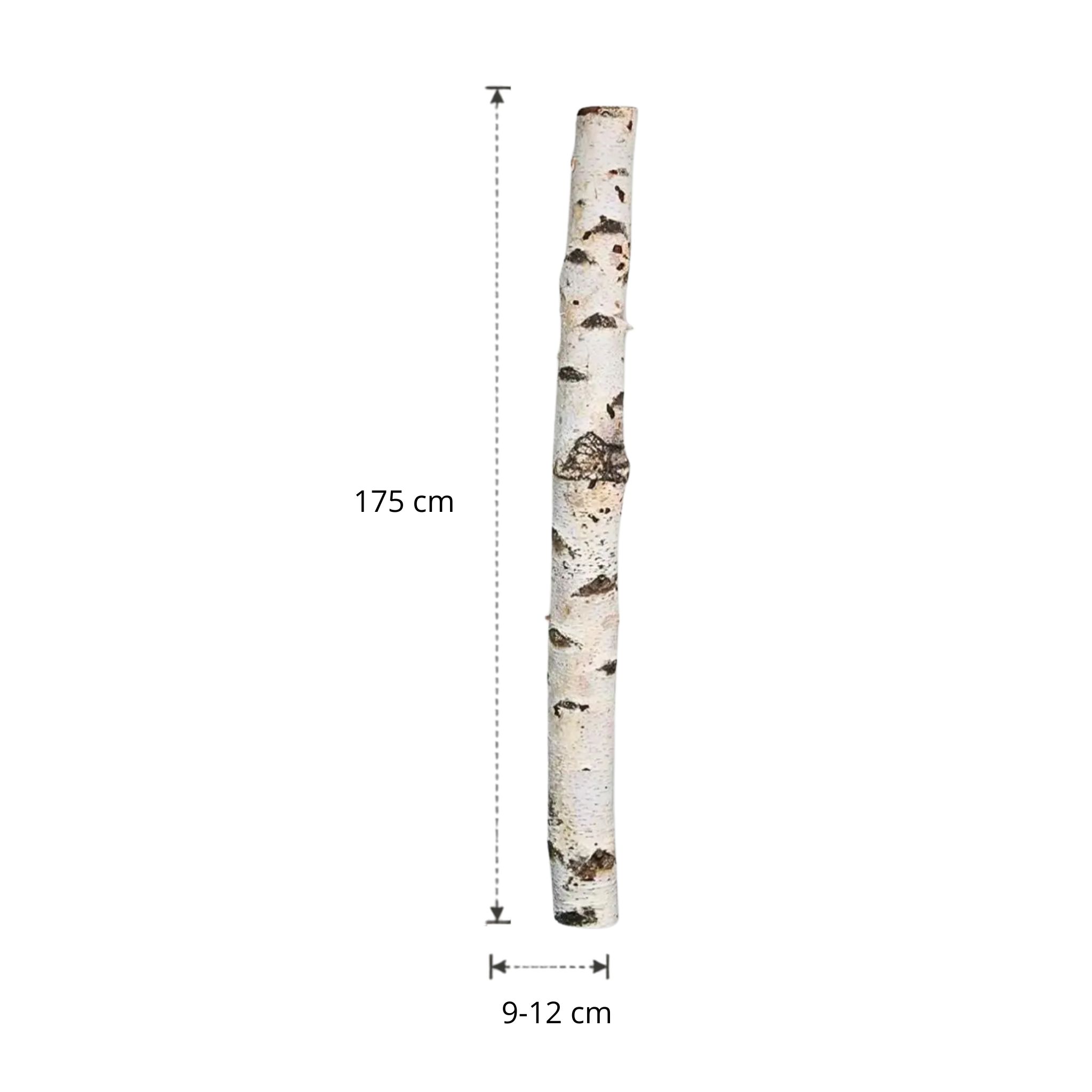 Berkenstam | 175 cm | Diameter van 9 tot 12 cm