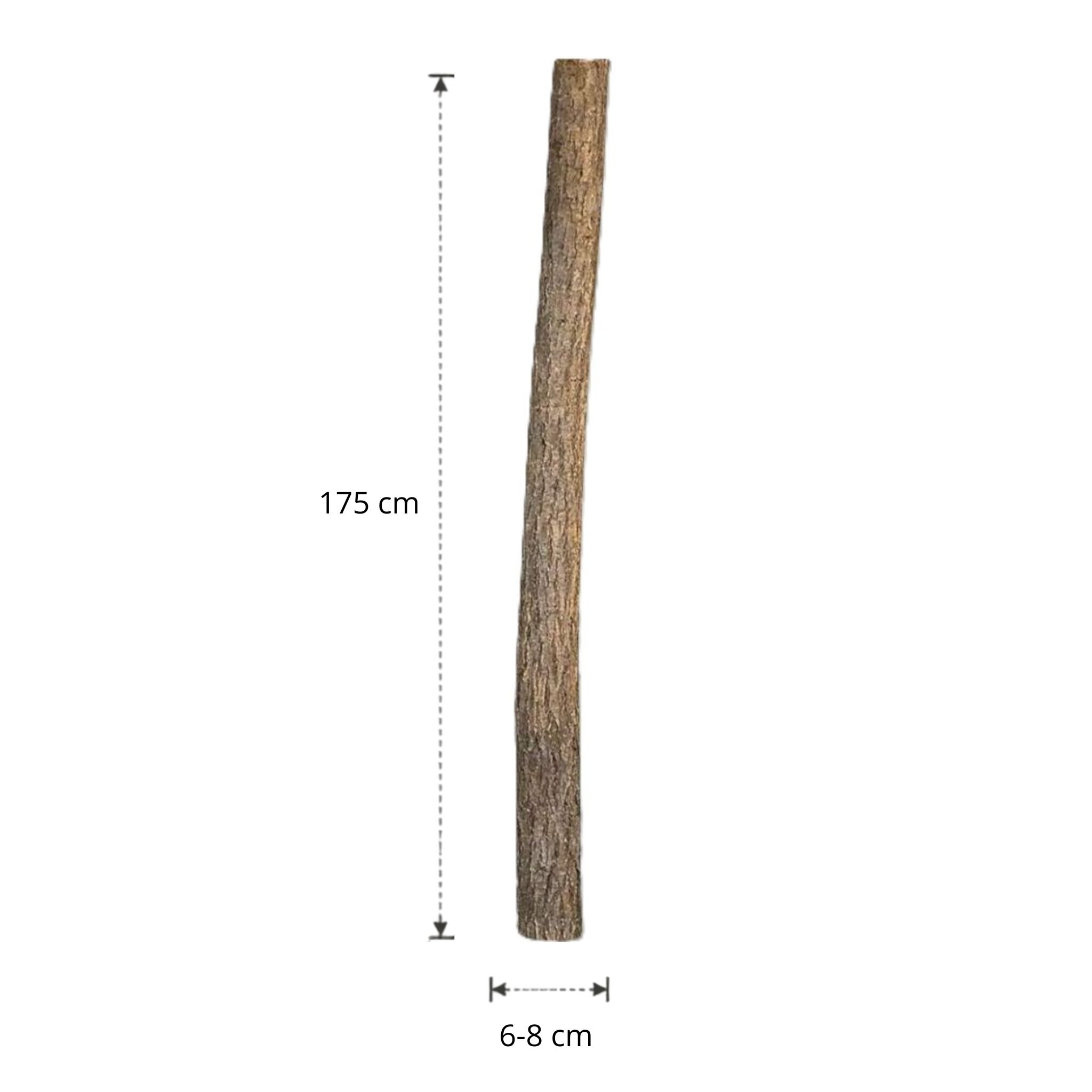 Lindenstam | 175 cm | Diameter van 6 tot 8 cm