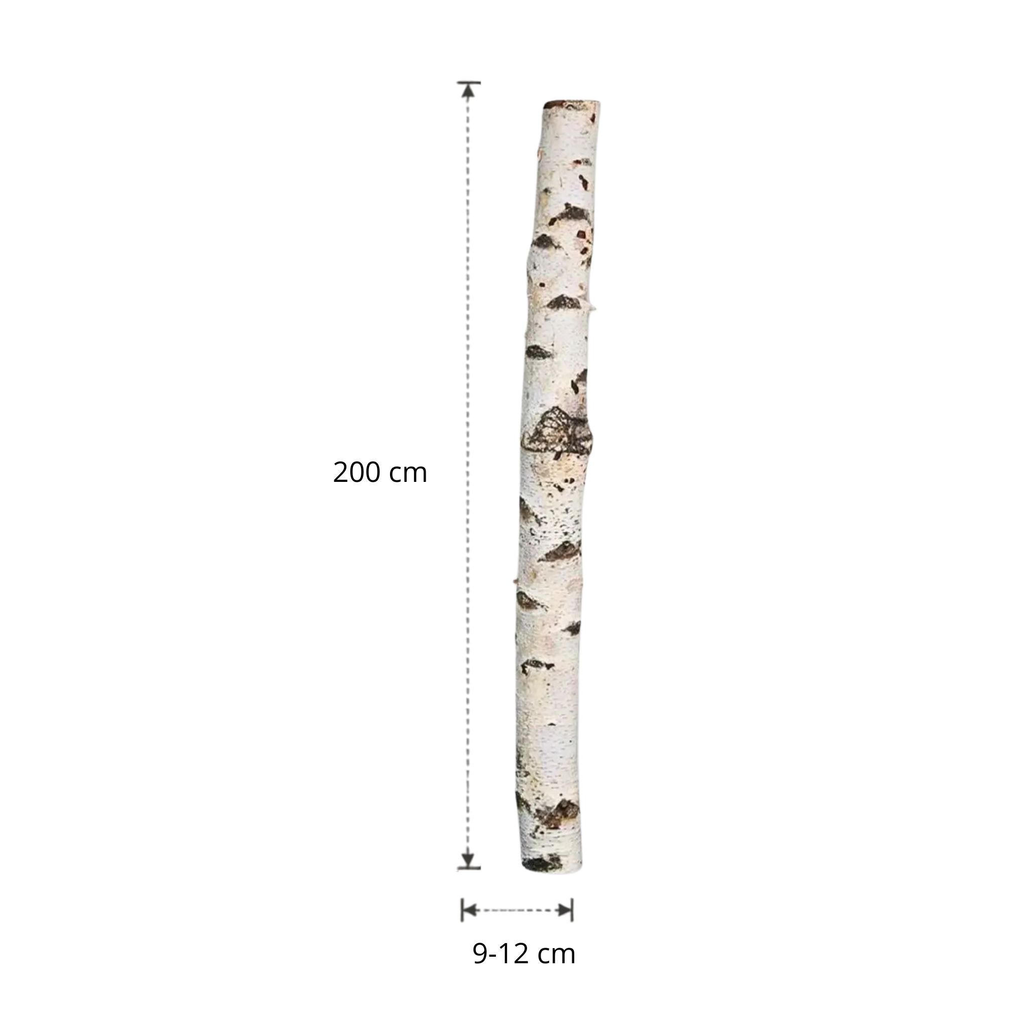 Berkenstam | 200 cm | Diameter van 9 tot 12 cm