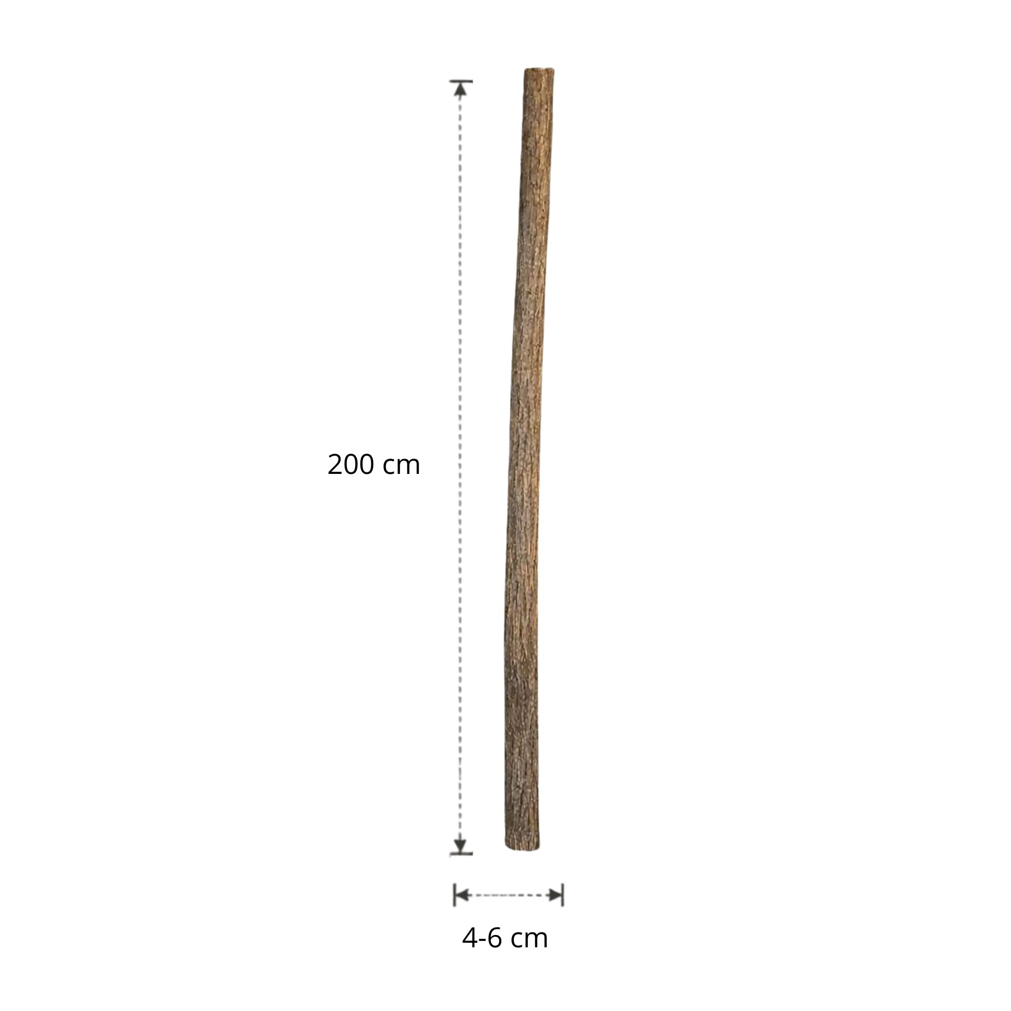 Lindenstam | 200 cm | Diameter van 4 tot 6 cm
