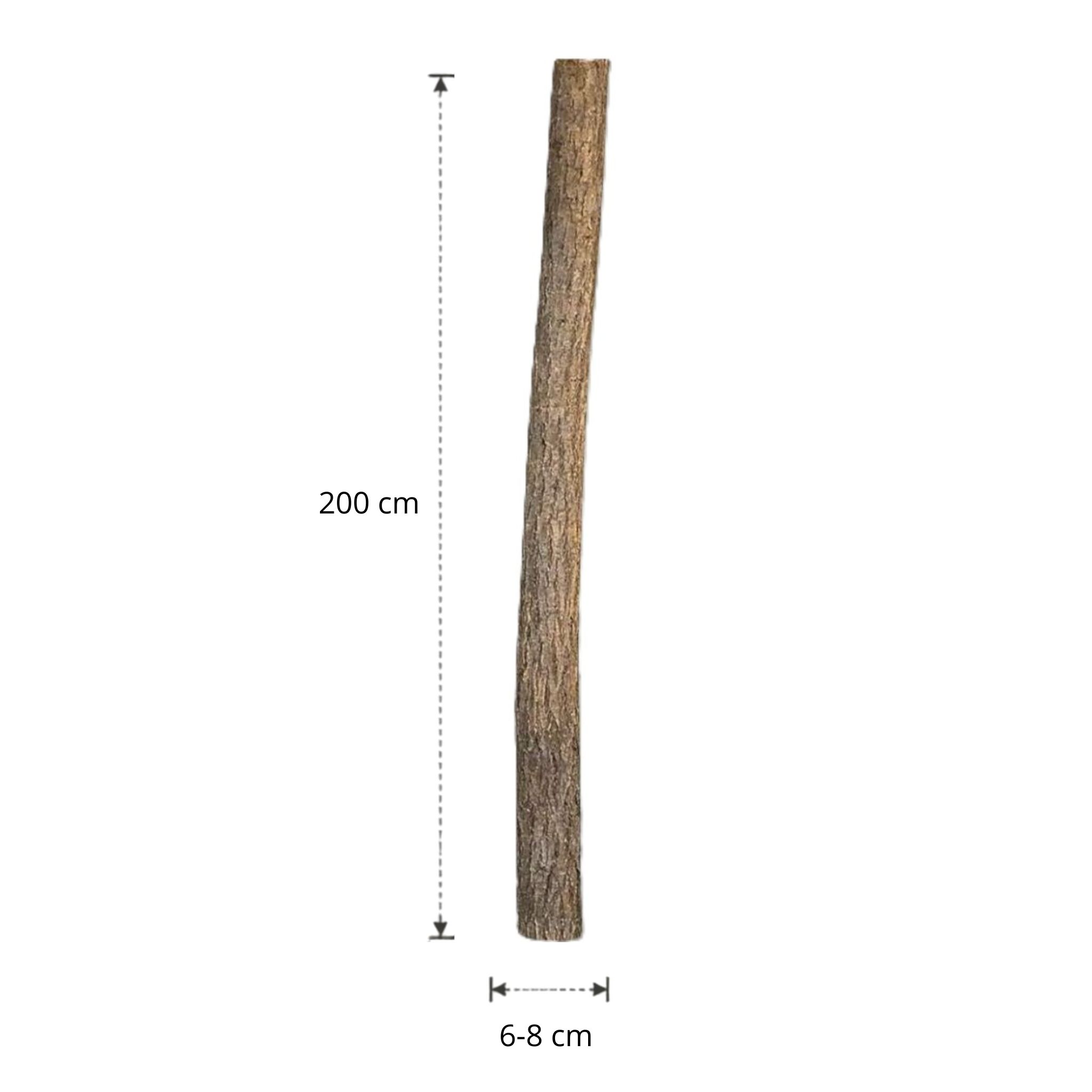 Lindenstam | 200 cm | Diameter van 6 tot 8 cm