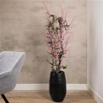 Pruimen Bloesemboom ± 150 (incl. zwarte pot)