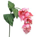 Medinella Bloem Roze 110 cm