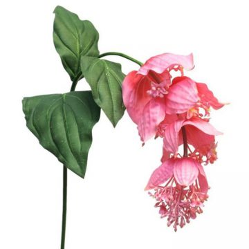 Medinella Bloem Roze 110 cm