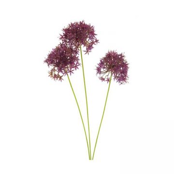 3 Allium Fuchsia 60 cm