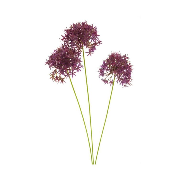 Allium - Fuchsia - 60cm