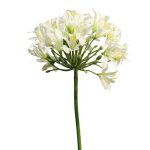 Agapanthus Wit-creme 80 cm