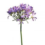 Agapanthus Paars 80 cm