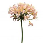 Agapanthus Roze 80 cm