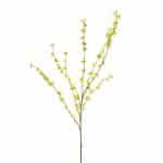 Forsythia Geel 1m