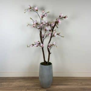 Roze Magnolia Boompje ± 150 cm (incl. grijze pot)