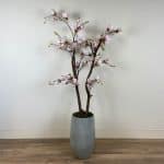 Roze Magnolia Boompje ± 150 cm (excl. pot)