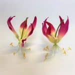 Gloriosa Bloem 12 cm (12 stuks)