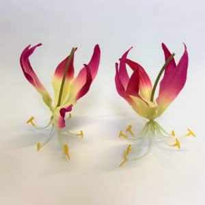 Gloriosa Bloem 12 cm (12 stuks)