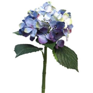 Hortensia Blauw