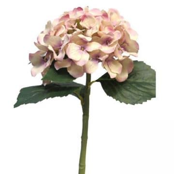 Hortensia Roze