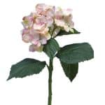 Hortensia Wit- Roze