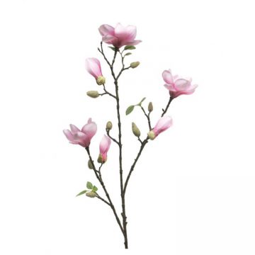 Magnolia Wit- Fuchsia met bloemen knoppen 85 cm.