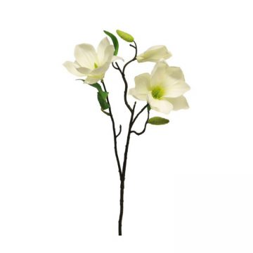 Magnolia Wit met knoppen 60 cm