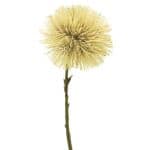 Taraxacum Bloem Creme-bruin 45cm