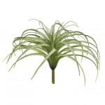 Tillandsia Groen Groot  25 cm