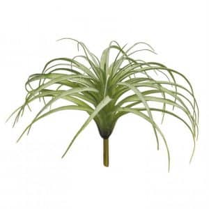 Tillandsia Groen Groot  25 cm