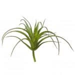 Tillandsia Groen Klein 8 cm