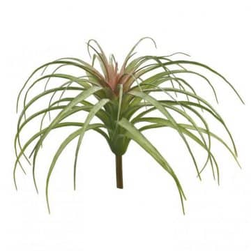 Tillandsia Groen/Rood Groot 25 cm