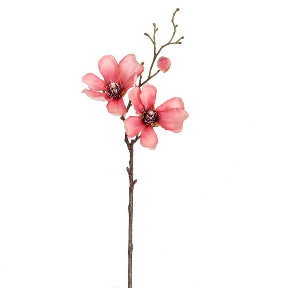 Magnolia Zalm 45 cm