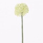 Allium Wit Groot 65 cm