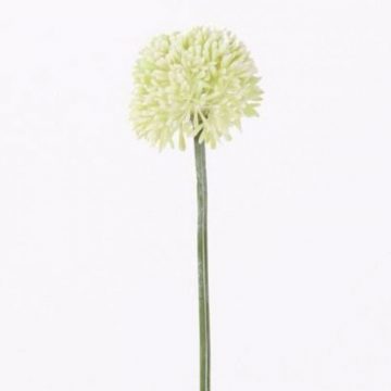 Allium Wit Groot 65 cm