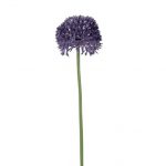 Allium Paars Groot 65 cm