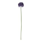 Allium Purple Klein 50 cm