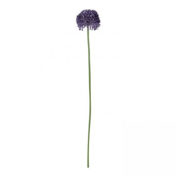 Allium Purple Klein 50 cm