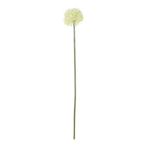 Allium White Klein 50 cm