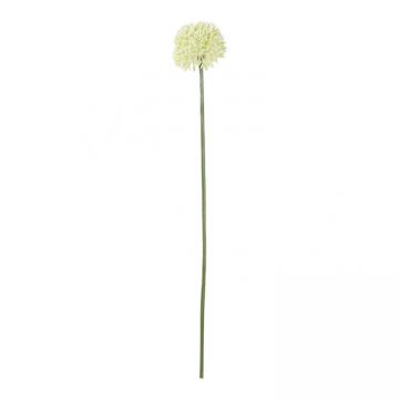 Allium White Klein 50 cm
