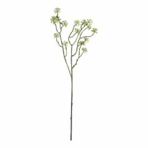 Arborescens Groen 60 cm