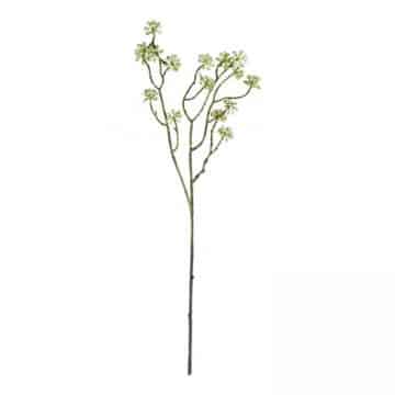 Arborescens Groen 60 cm