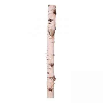 Berkenstam 100 cm