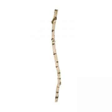 Berkenstam 150 cm