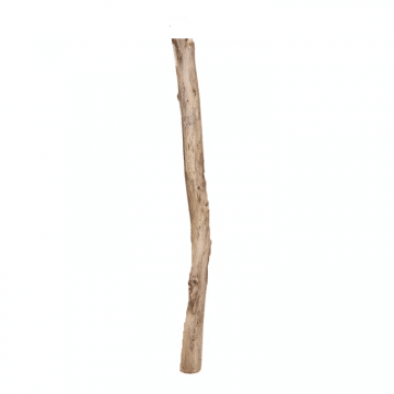 Oud Eikenstam 120 cm doorsnee ± 6 cm