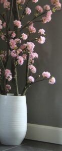 Kersen Bloesemboom Dubbel. Excl. pot  ± 150 cm